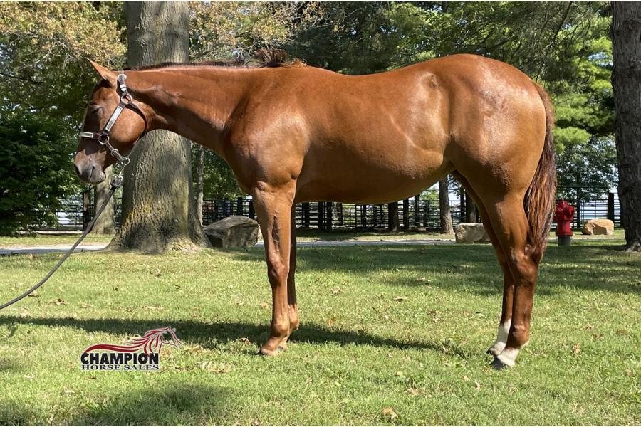 LOT  03 - GOOD RED RIDER