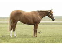 LOT  101 - SST SUNSHINE GIRL