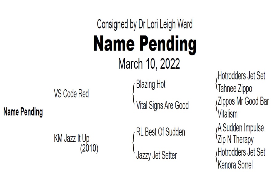 LOT  104 - VS CODE RED X KM JAZZ IT UP / NAME PENDING