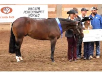 LOT  102 - WILLY FANCY