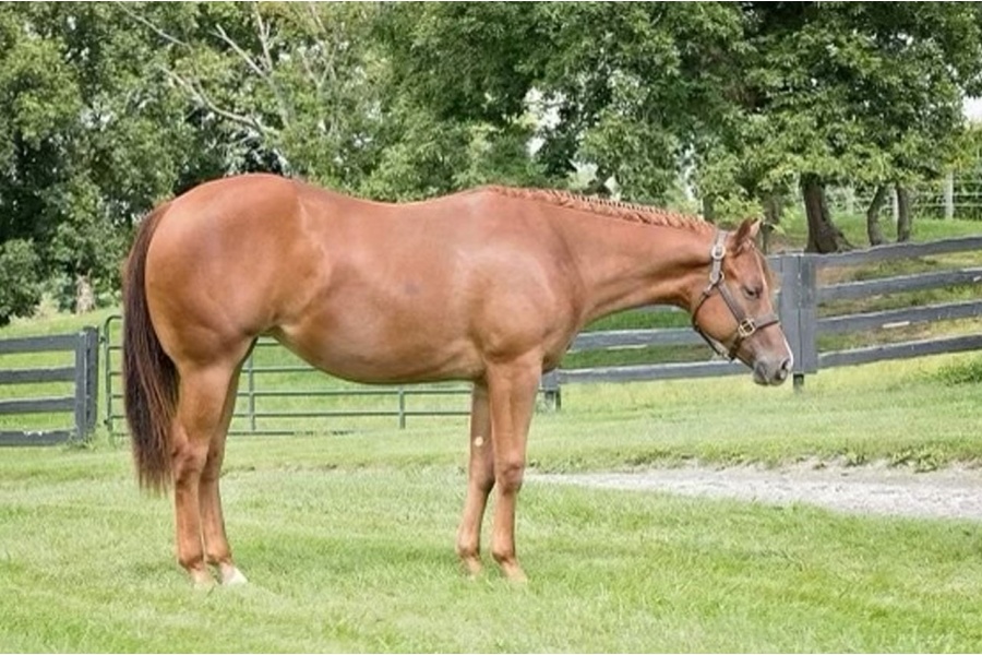 LOT  112 - IMA DIAMOND MARTINI