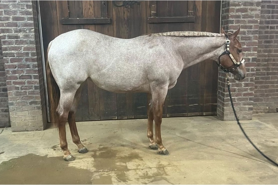 LOT  117 - VITAL SIGNS R RED