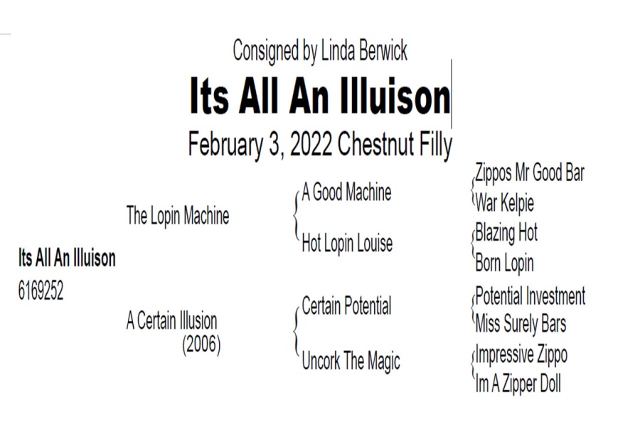 LOT  120 - ITS ALL AN ILLUISON