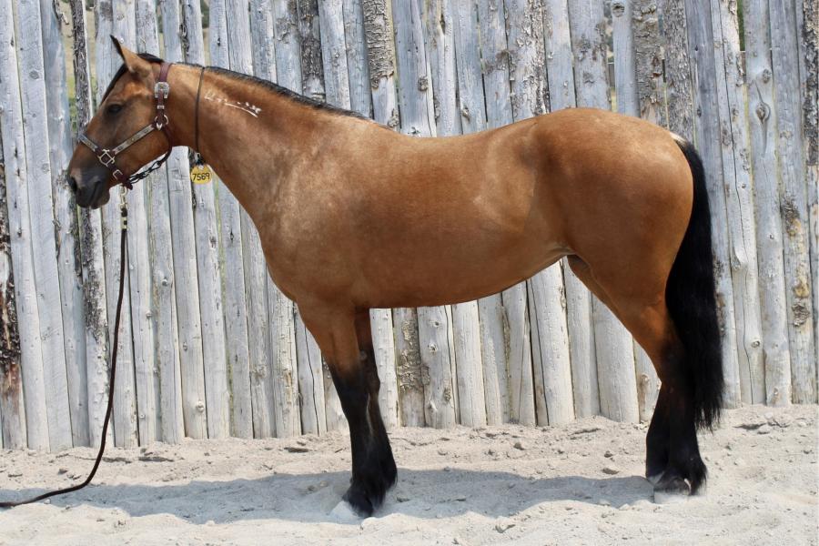 LOT 10 -WFR BOOM CHICA BOOM
