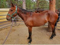 LOT 15 - ZIANA