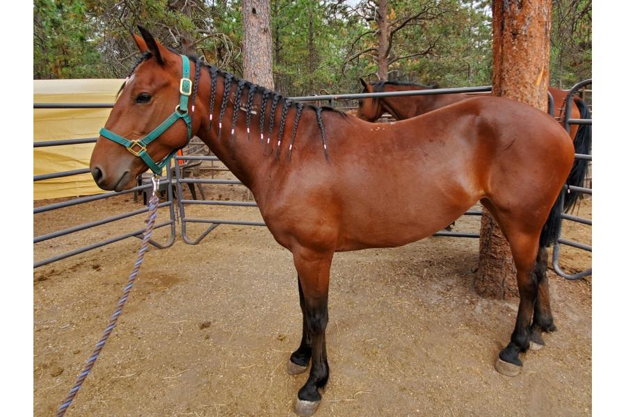LOT 15 - ZIANA