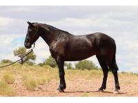 LOT 04 - PANTERA