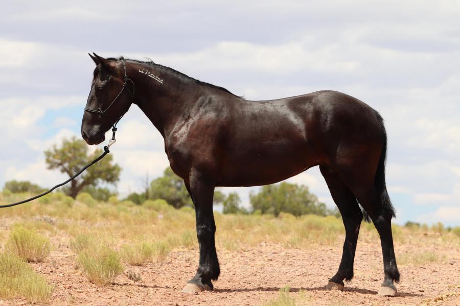 LOT 04 - PANTERA