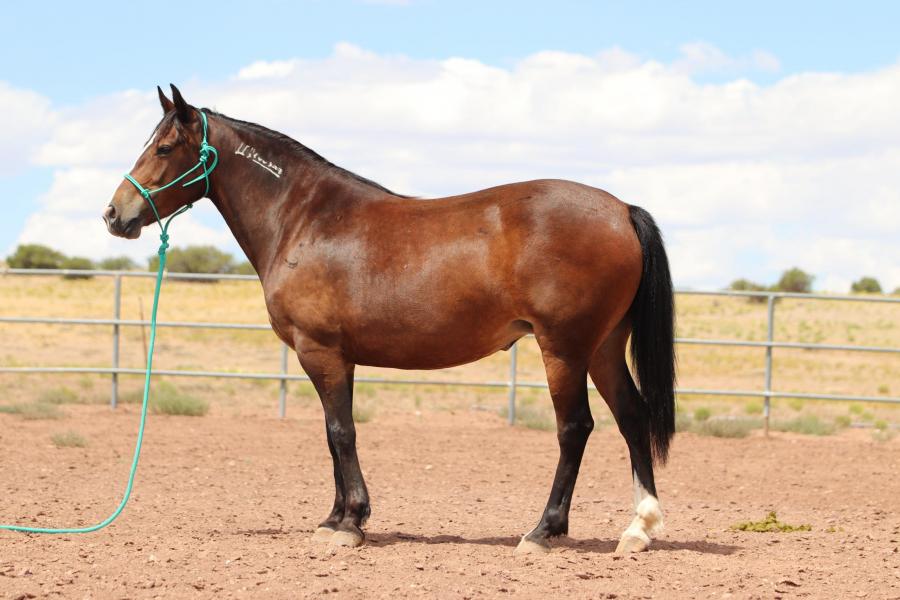 LOT 03 - CHANCLA