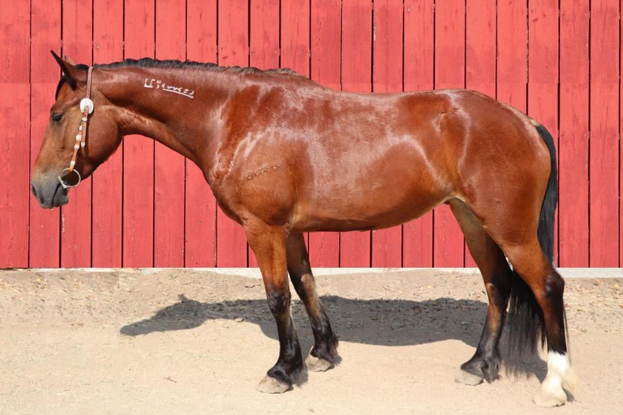 LOT 13 - SNOOZE