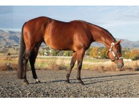 LOT  201 - VISIONS OF CHOCOLATE