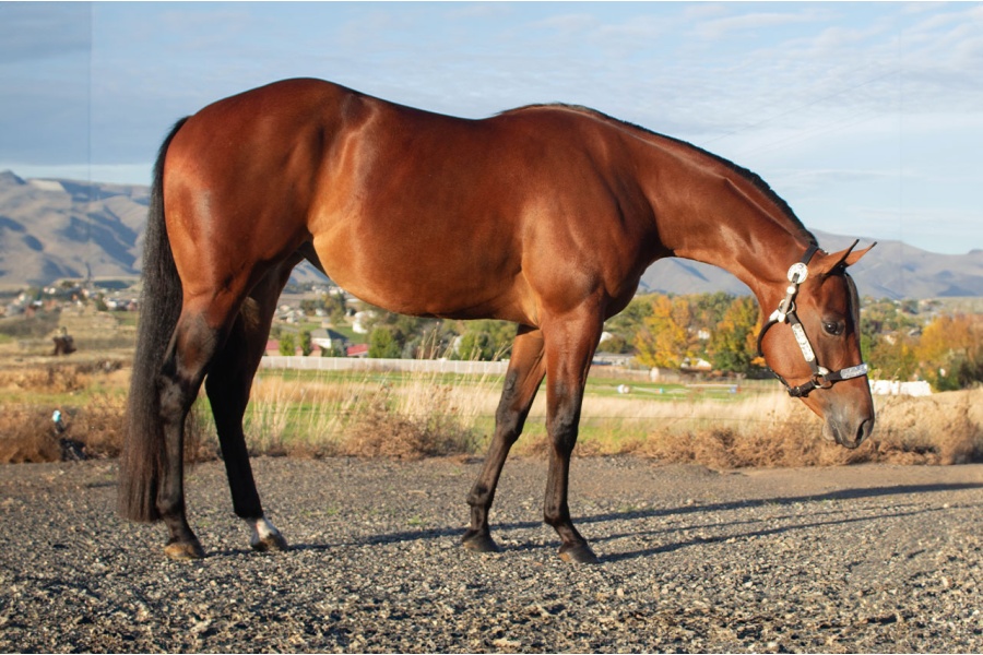 LOT  201 - VISIONS OF CHOCOLATE