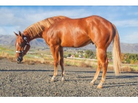 LOT  202 - CERTAINLY PERPETUAL