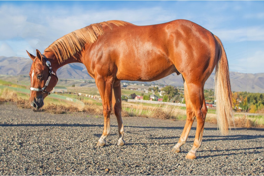 LOT  202 - CERTAINLY PERPETUAL