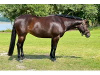 LOT 301 -  LAVISH LOPER