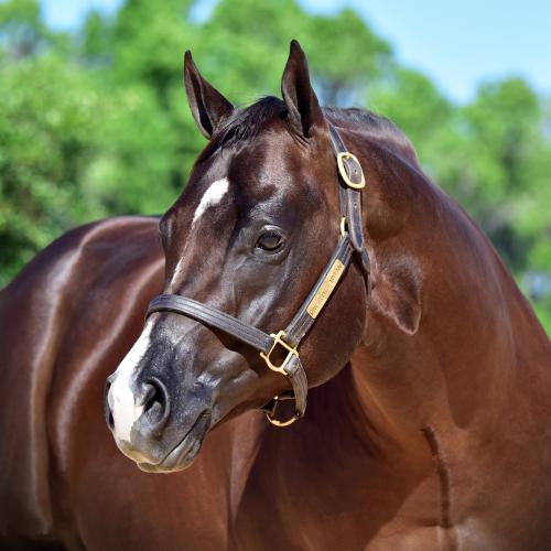 ΩAn Absolute Martini