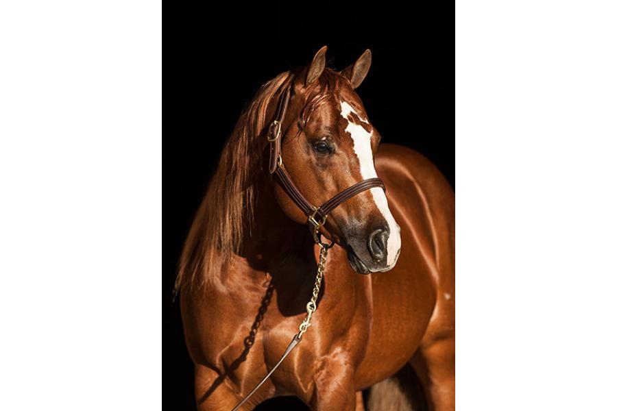 COLONELS SMART SPOOK