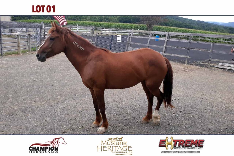LOT  1 - TEST SWEET FREEDOM