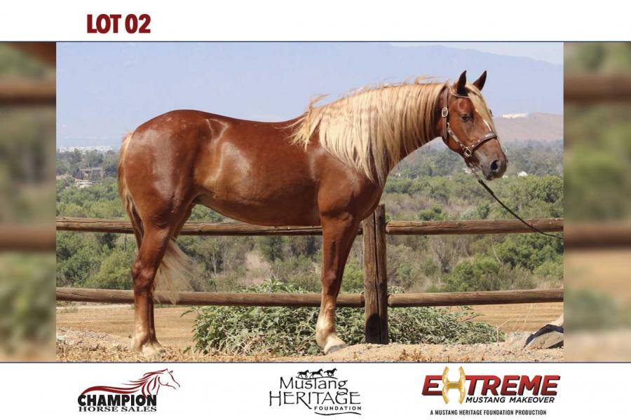 LOT  02 - DORADA