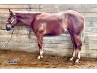LOT  07 - Cowboy Built