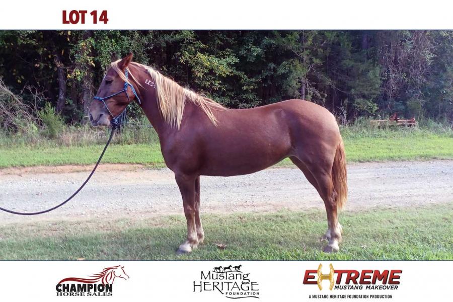 LOT  14 - HARLEY QUINN