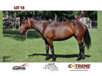 LOT  18 - MAZIKEEN