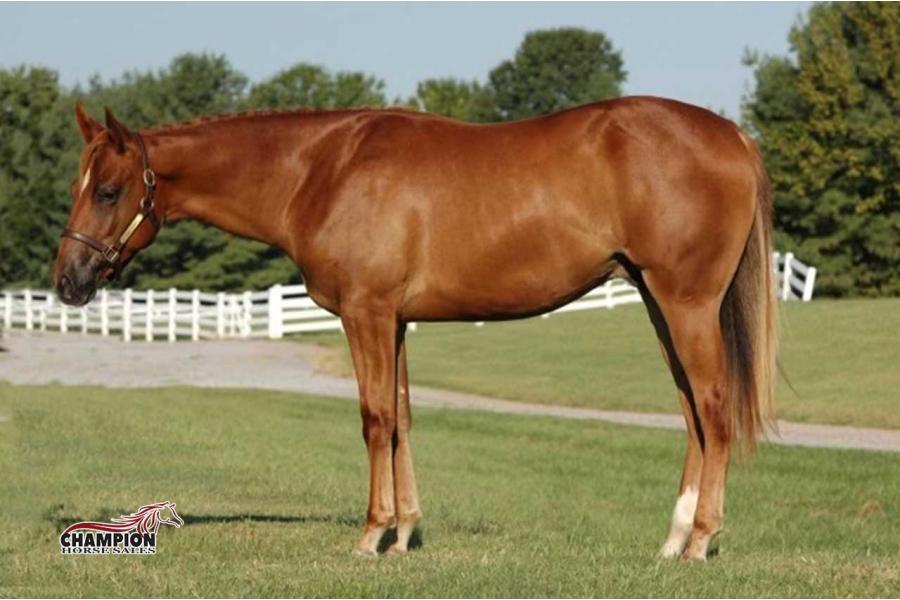 LOT 18 - Only Southern