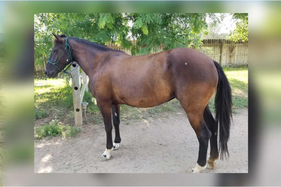 LOT  01 - LUCY