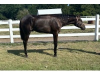 LOT  113 - JUST WAIT A DARN MNIT