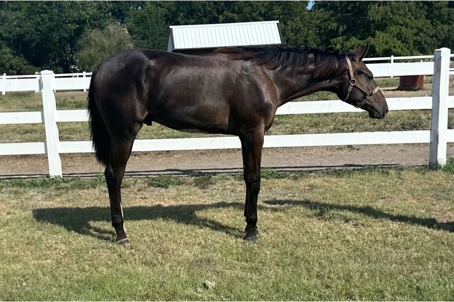 LOT  113 - JUST WAIT A DARN MNIT