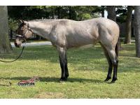 LOT  12 - ALLTHROUGHTHENIGHT