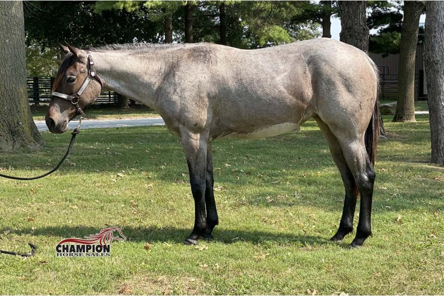 LOT  12 - ALLTHROUGHTHENIGHT