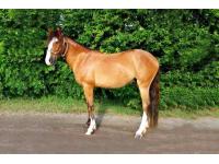 LOT  15 - BET IT ALL ON CHANCE