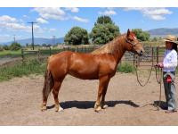 LOT  20 - MONTANA SKY