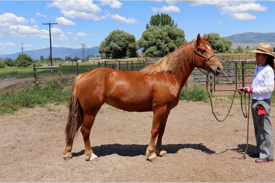 LOT  20 - MONTANA SKY