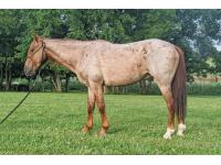 LOT  21 - DUNKIN