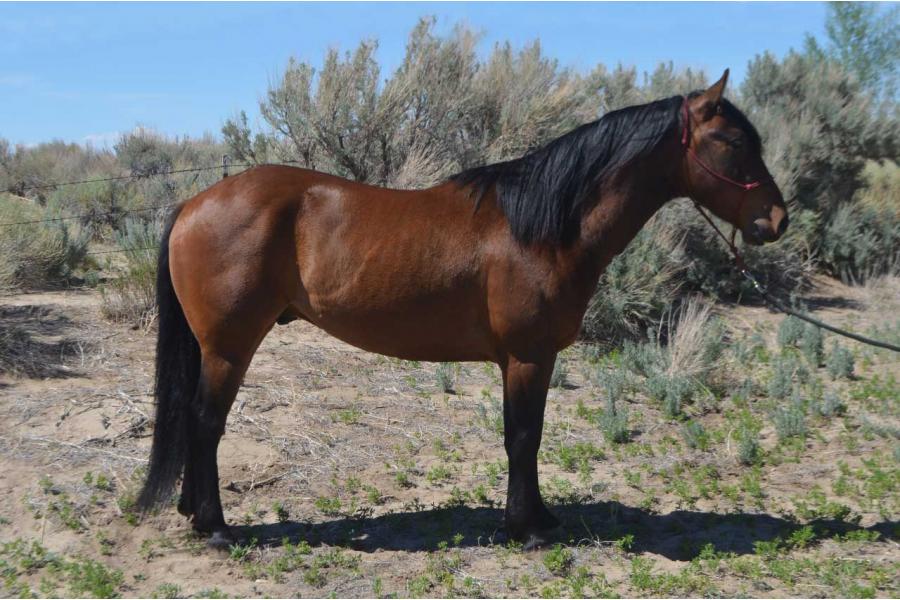 LOT  22 - OKIE DOKIE