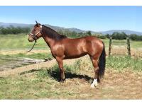 LOT  29 - FALLON