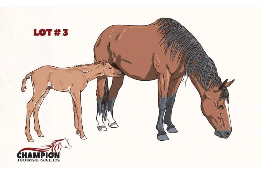 LOT 01 - I AM A LIVE MARE