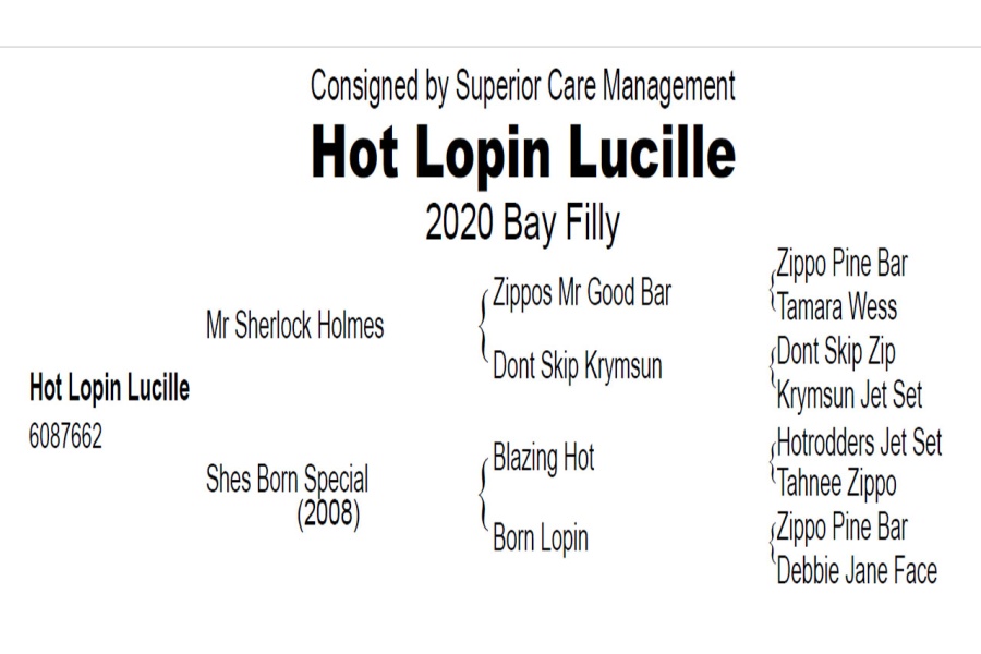 LOT 304  - HOT LOPIN LUCILLE