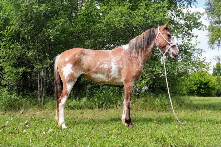 LOT  32 - SAVANNAH