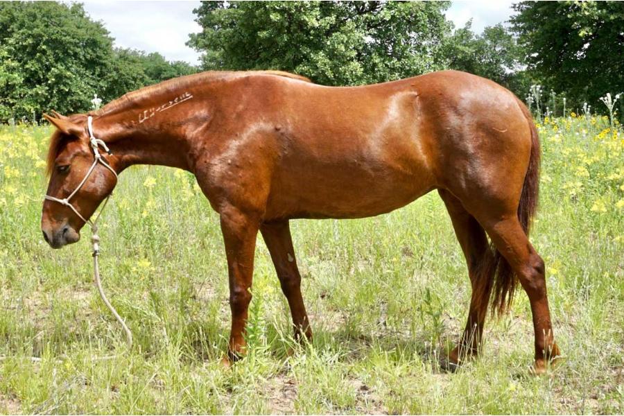 LOT  40 - MALIBU