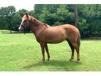 LOT  45 - ZURREAL