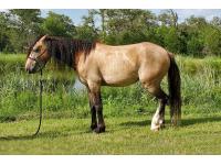 LOT  46 - QUILL
