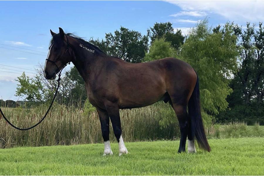 LOT  48 - PERCY