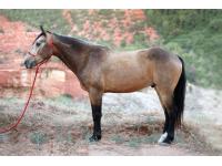 LOT  49 - HELLCAT