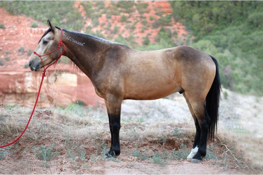 LOT  49 - HELLCAT