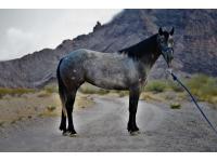 LOT  07 - A HORSE WITH NO NAME