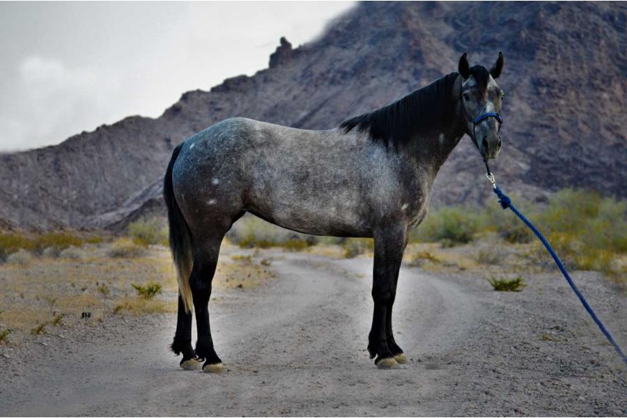 LOT  07 - A HORSE WITH NO NAME