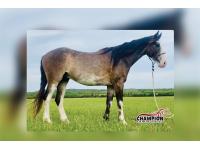 LOT 10 - LIKE A CHAMP